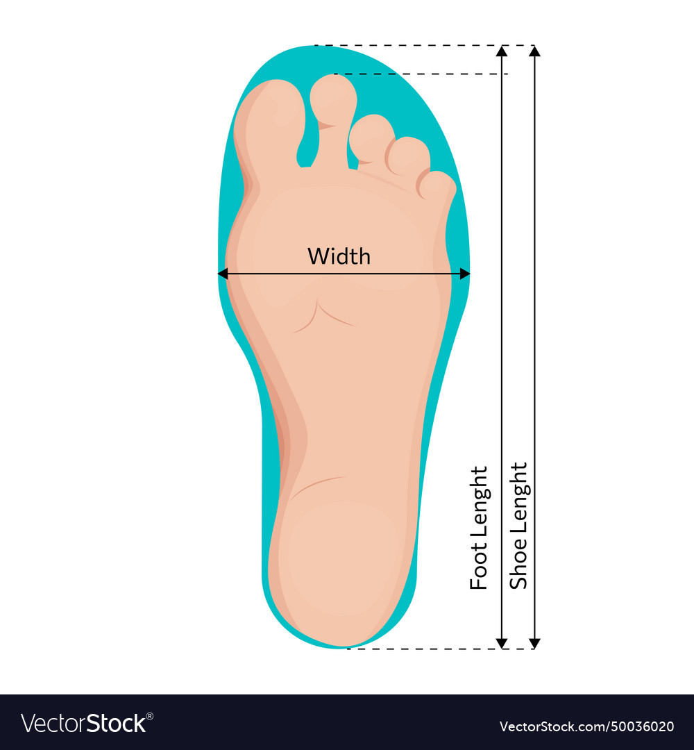 Foot Size Measurements Design Royalty Free Vector Image