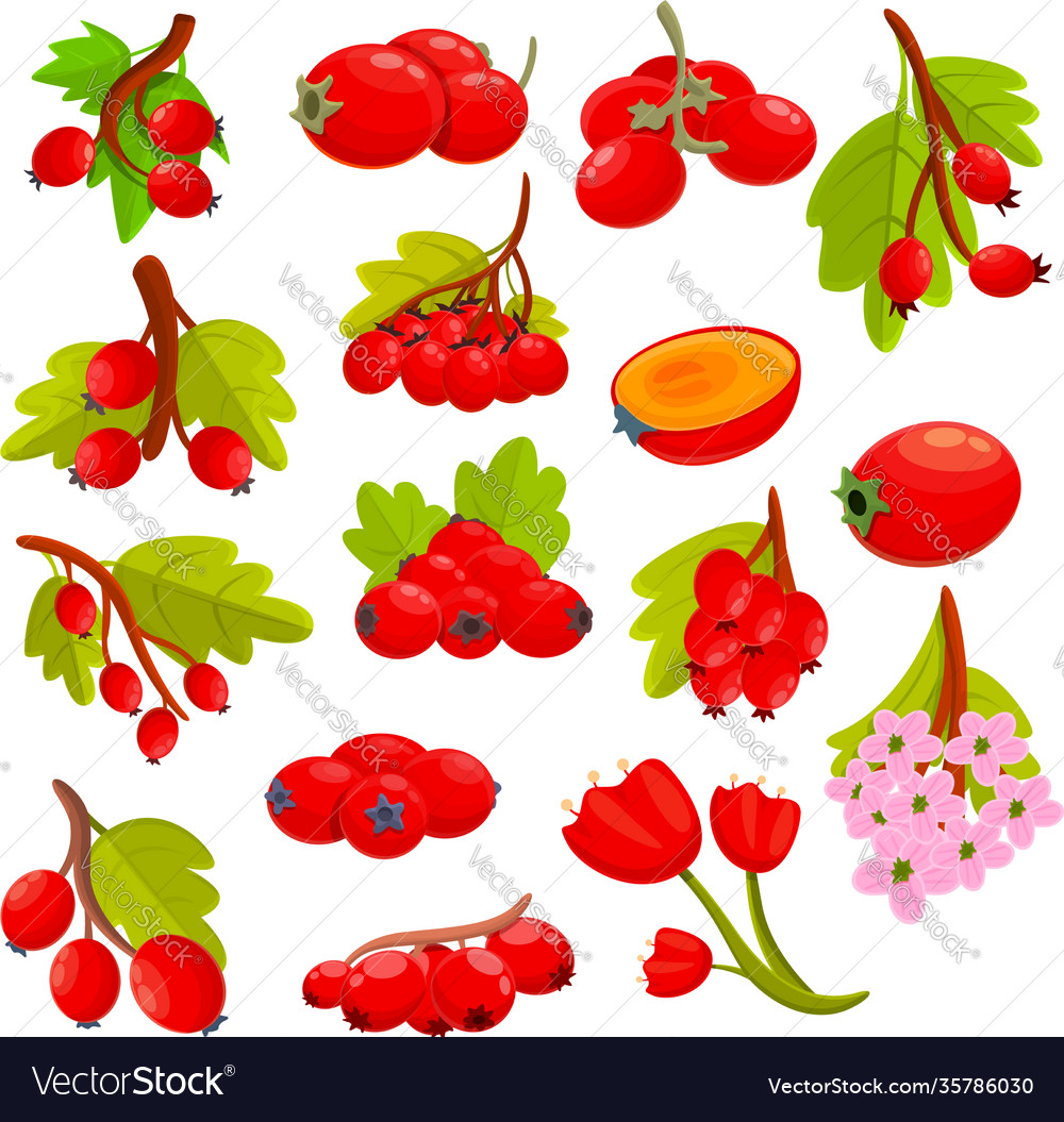 Hawthorn berry icons set cartoon style Royalty Free Vector