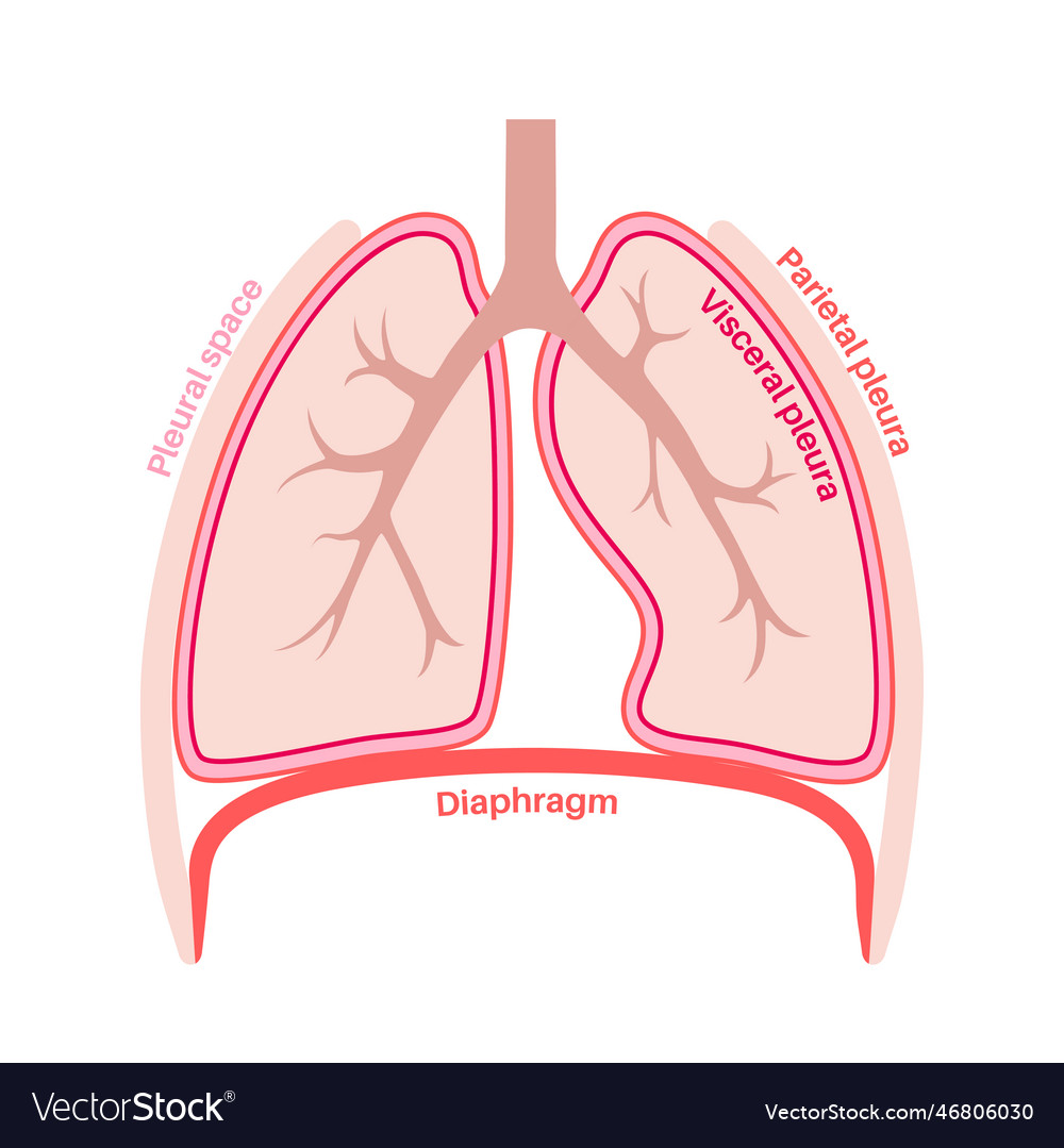 Pleura Anatomical Poster Royalty Free Vector Image