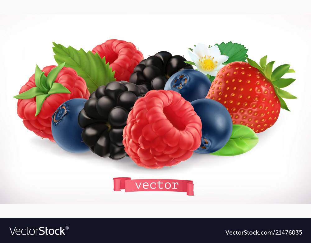Forest fruits and berries raspberry strawberry vector image Forest fruits and berries raspberry strawberry