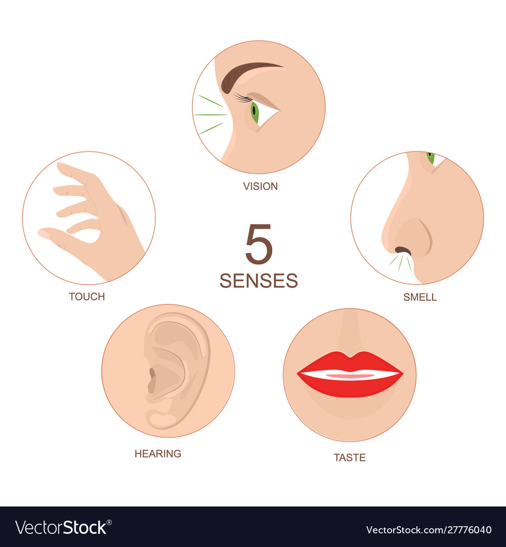 Cartoon human anatomy senses infographics concept Vector Image