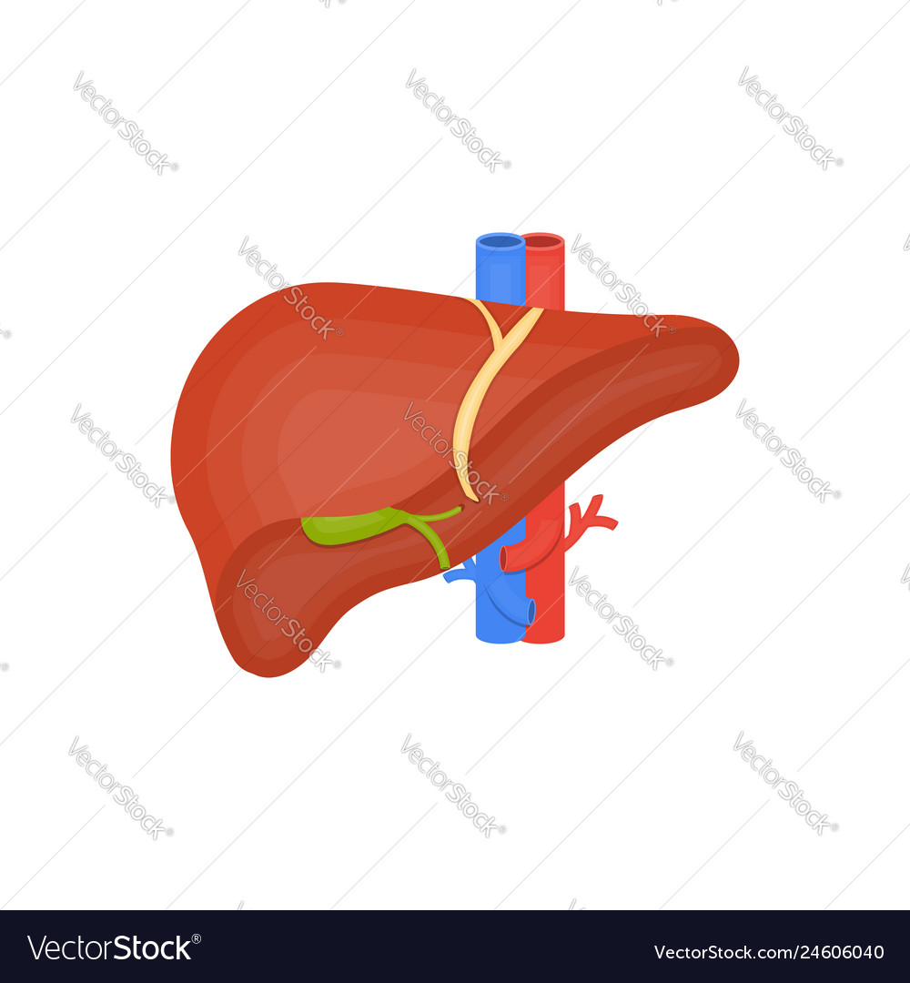 Human Organ Flat Icon Liver Gall Bladder Vector Image