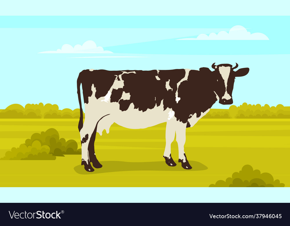 Cute white and black spotted cow on meadow Vector Image