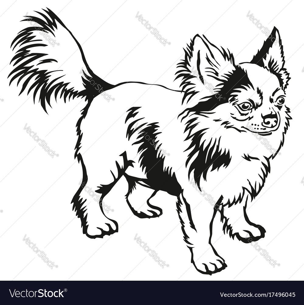 Decorative Standing Portrait Of Dog Long Haired Vector Image