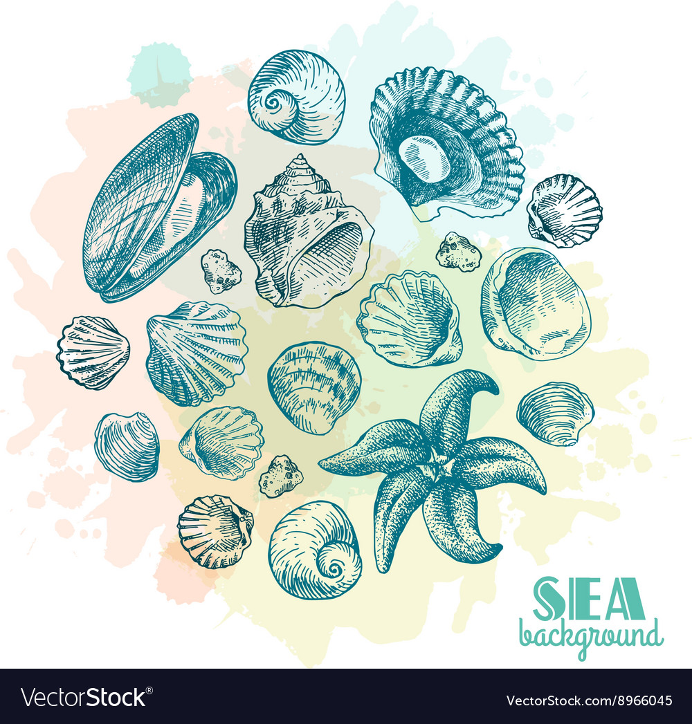 Sea Shell Sketch Collection