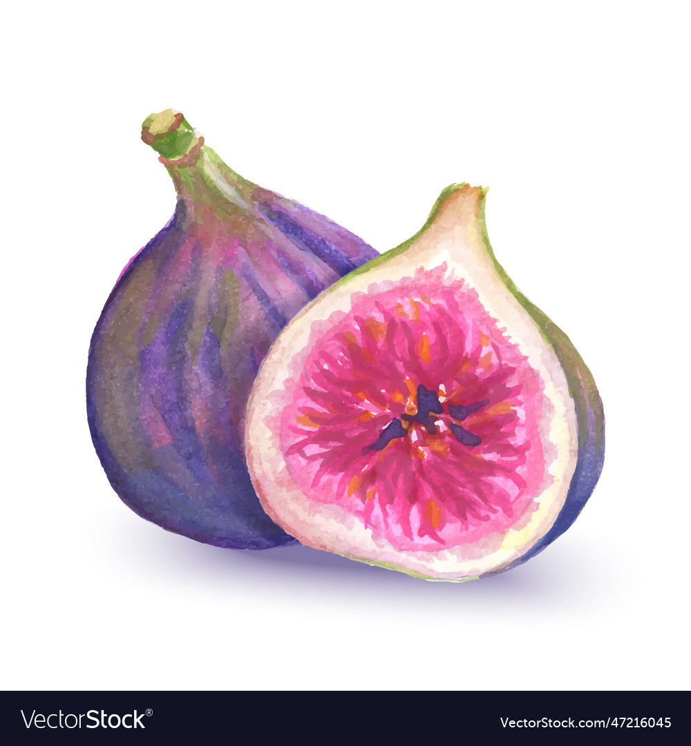 Watercolor half and whole figs on white background