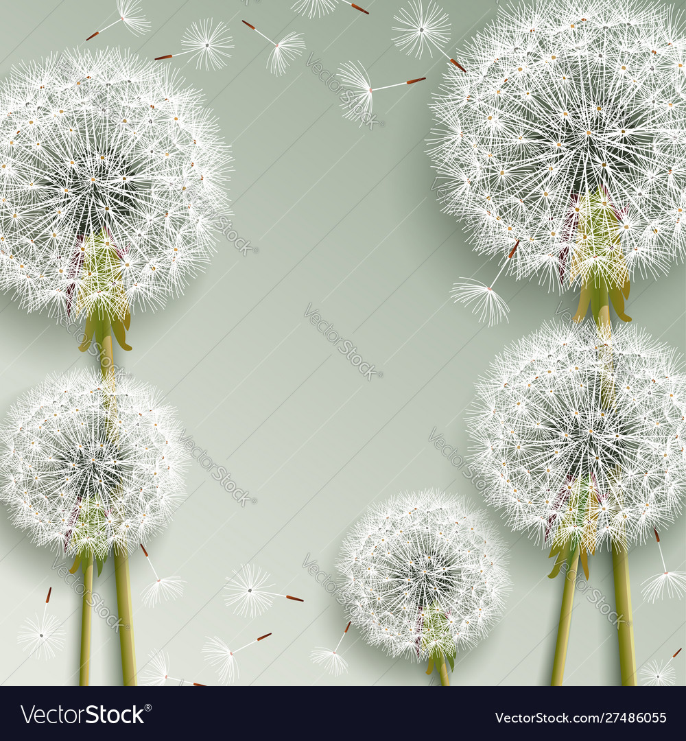 Beautiful grey background with dandelions blowing Vector Image