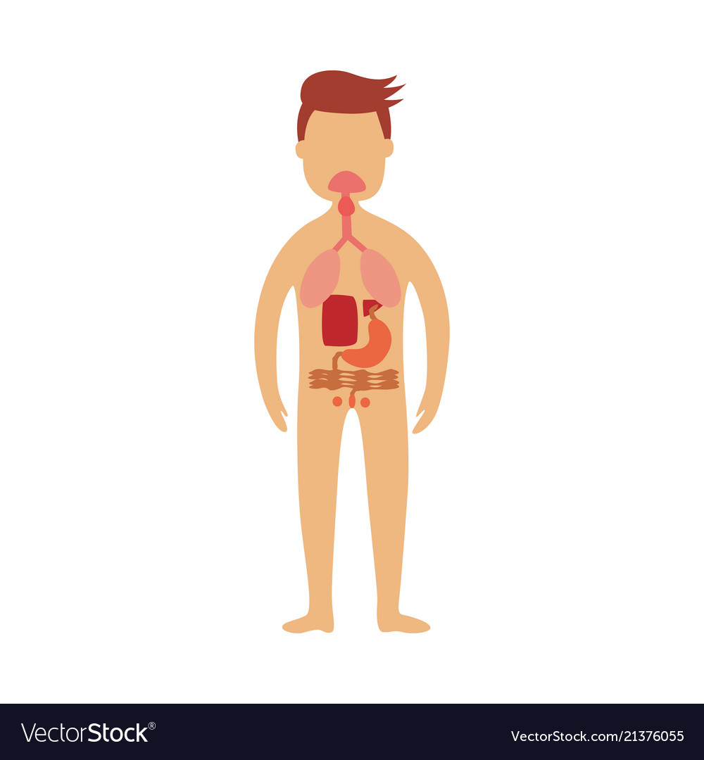 Human gastrointestinal tract - schematic depiction