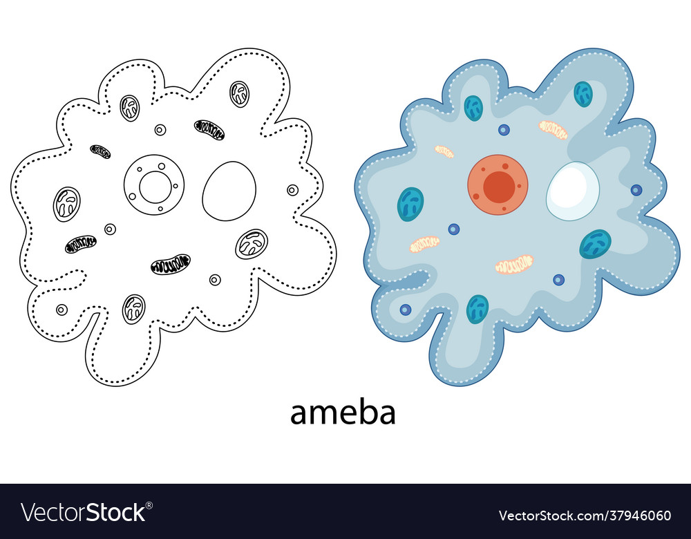 Ameba in colour and doodle on white background