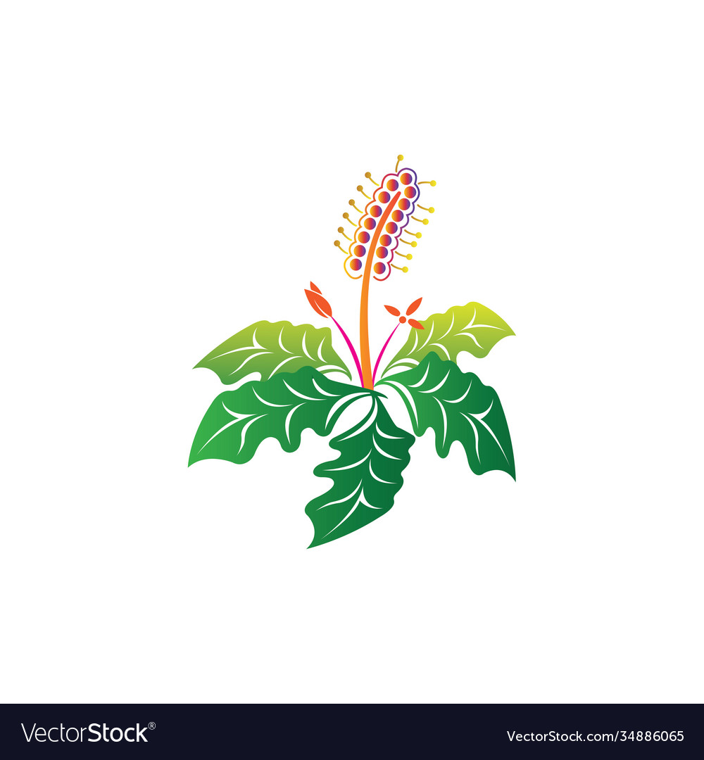 Decorative flower icon color design natural vector image Decorative flower icon color design natural