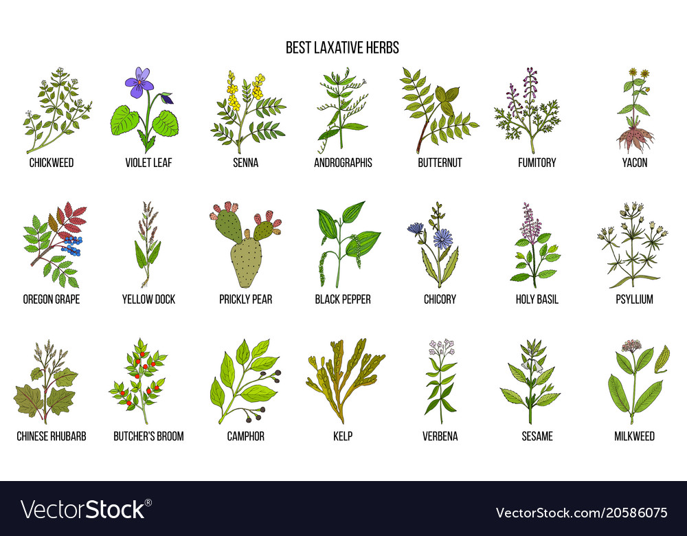 Best laxative herbs Royalty Free Vector Image VectorStock