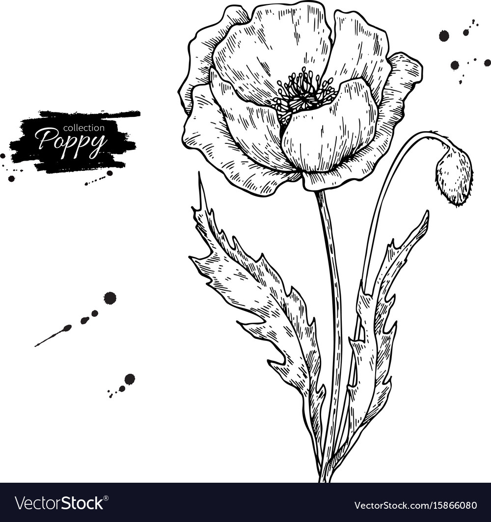 poppy flower drawing