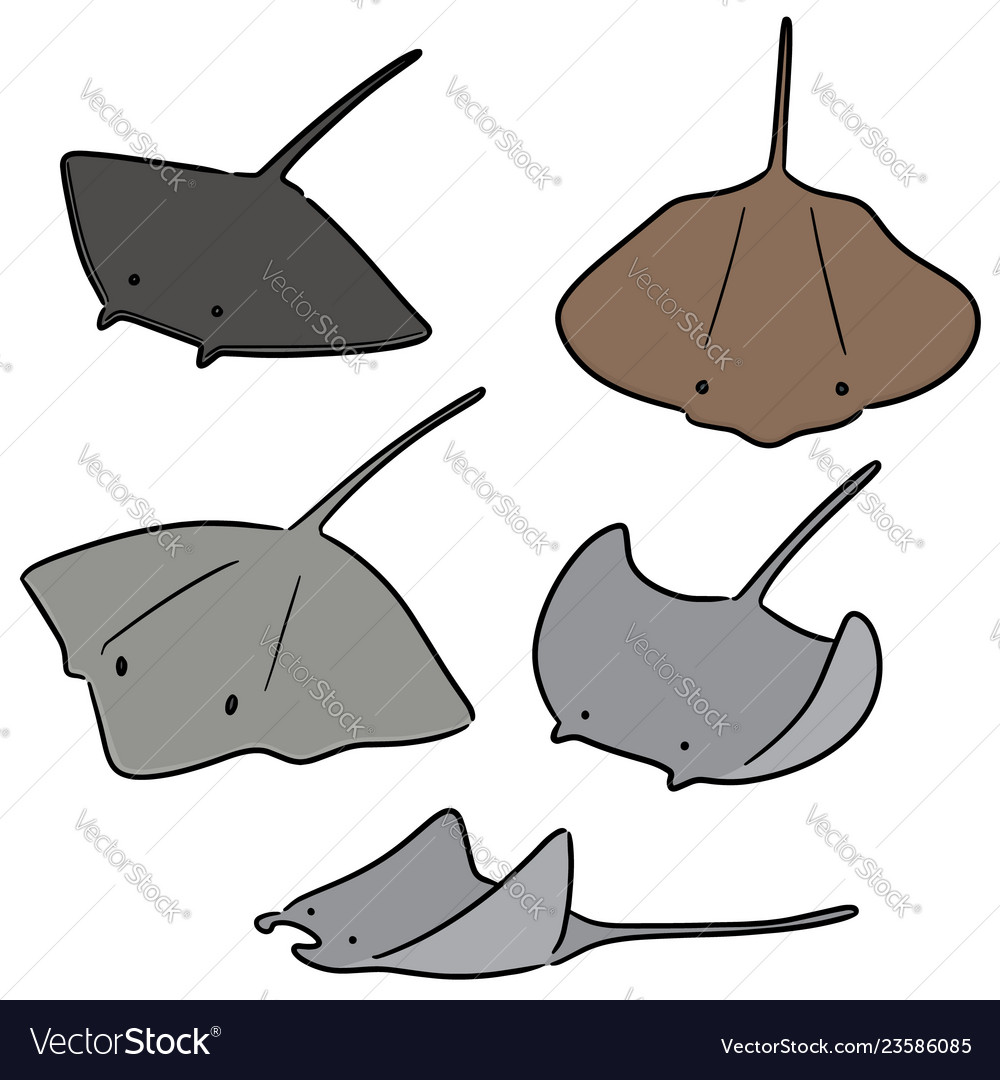 Set of ray fish Royalty Free Vector Image - VectorStock