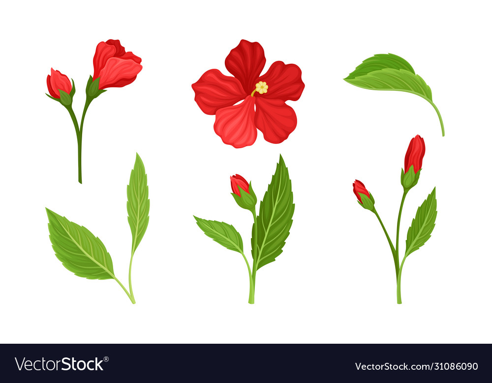 Hibiscus red tropical flower with large petals