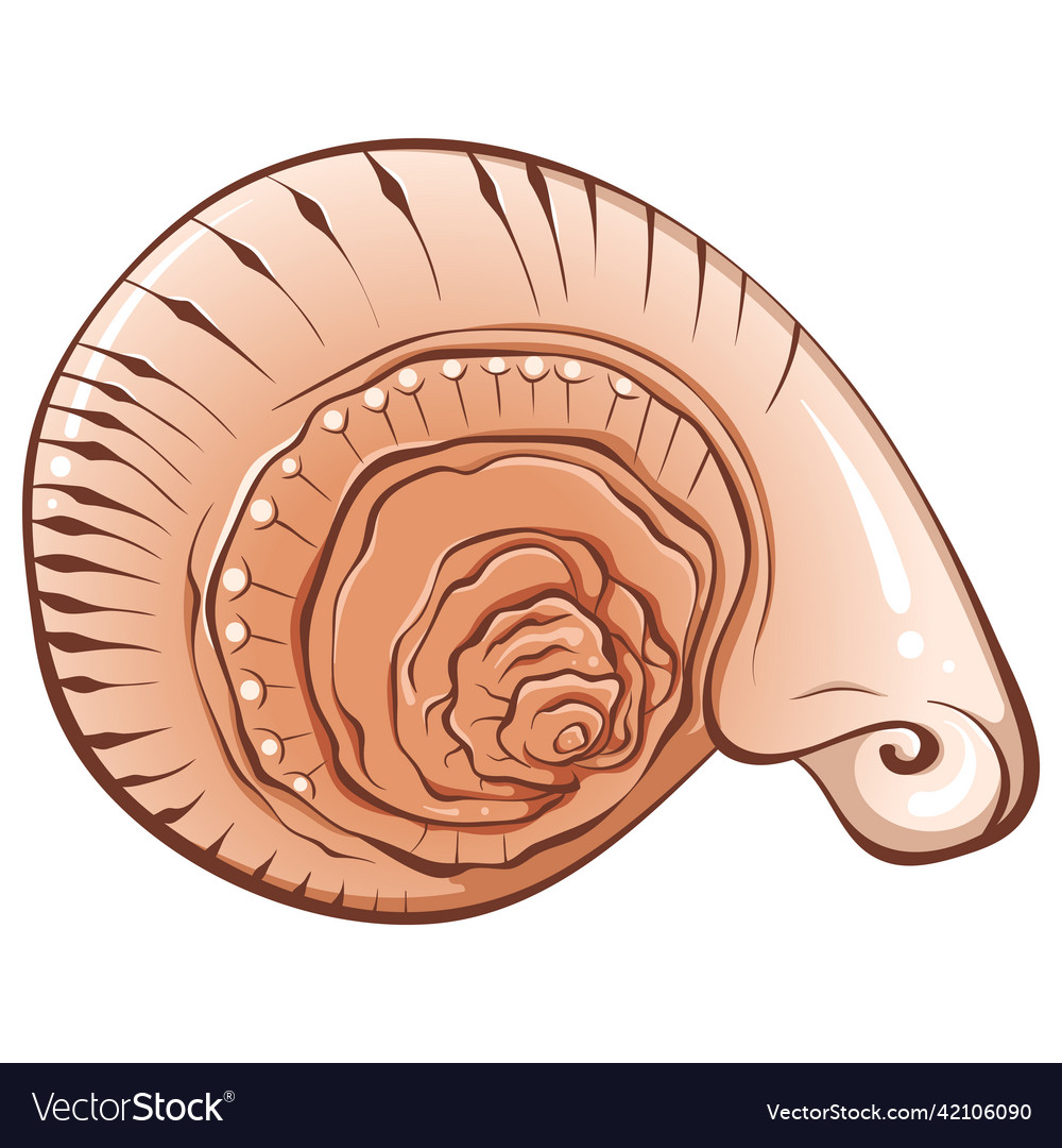 Spiral kleine Muschelfarbe