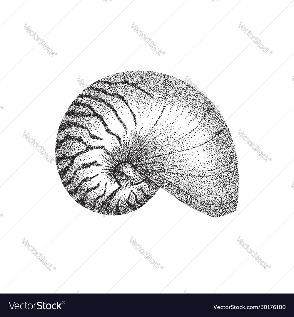Nautilus Shell Dotwork Art Royalty Free Vector Image