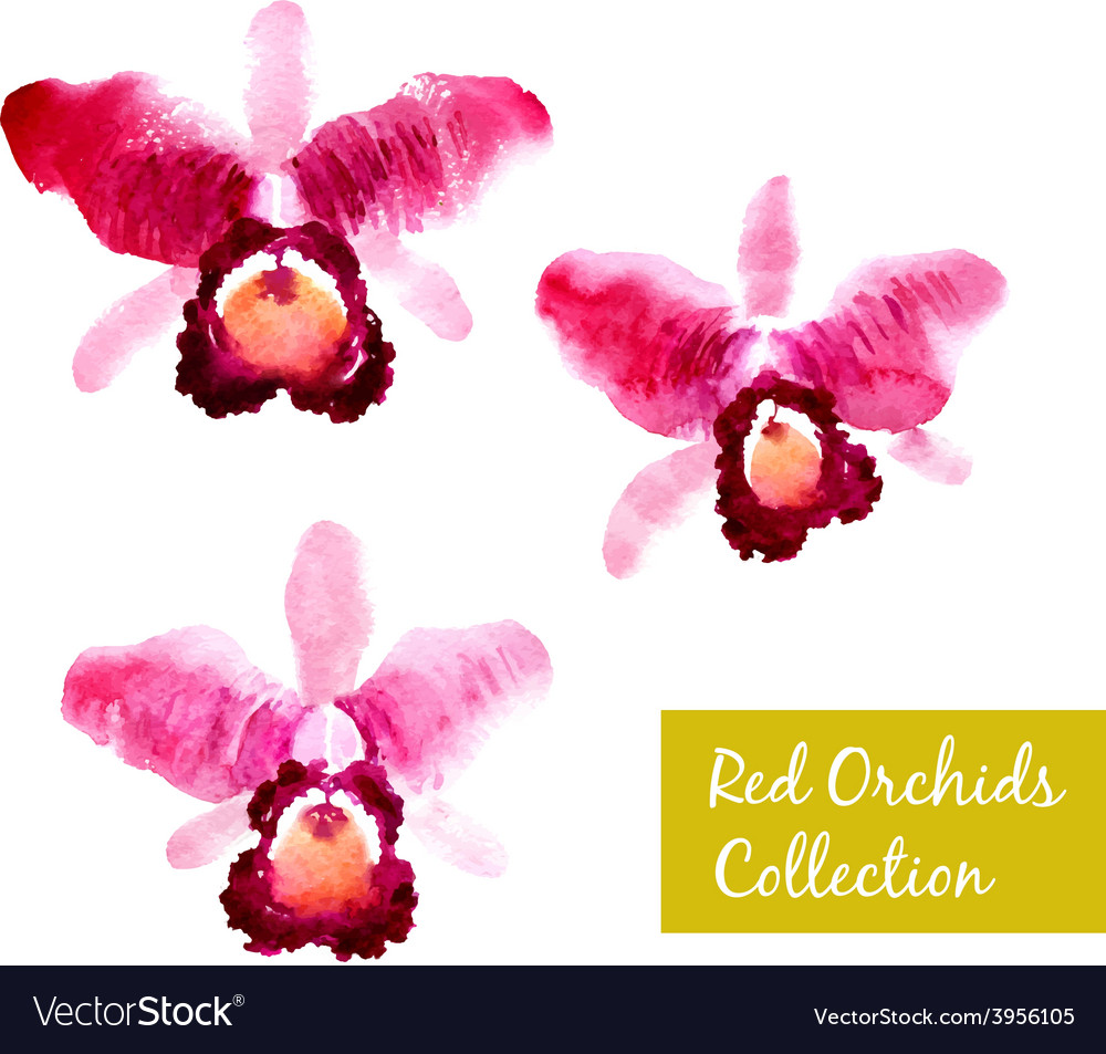 Collection of red watercolor orchids