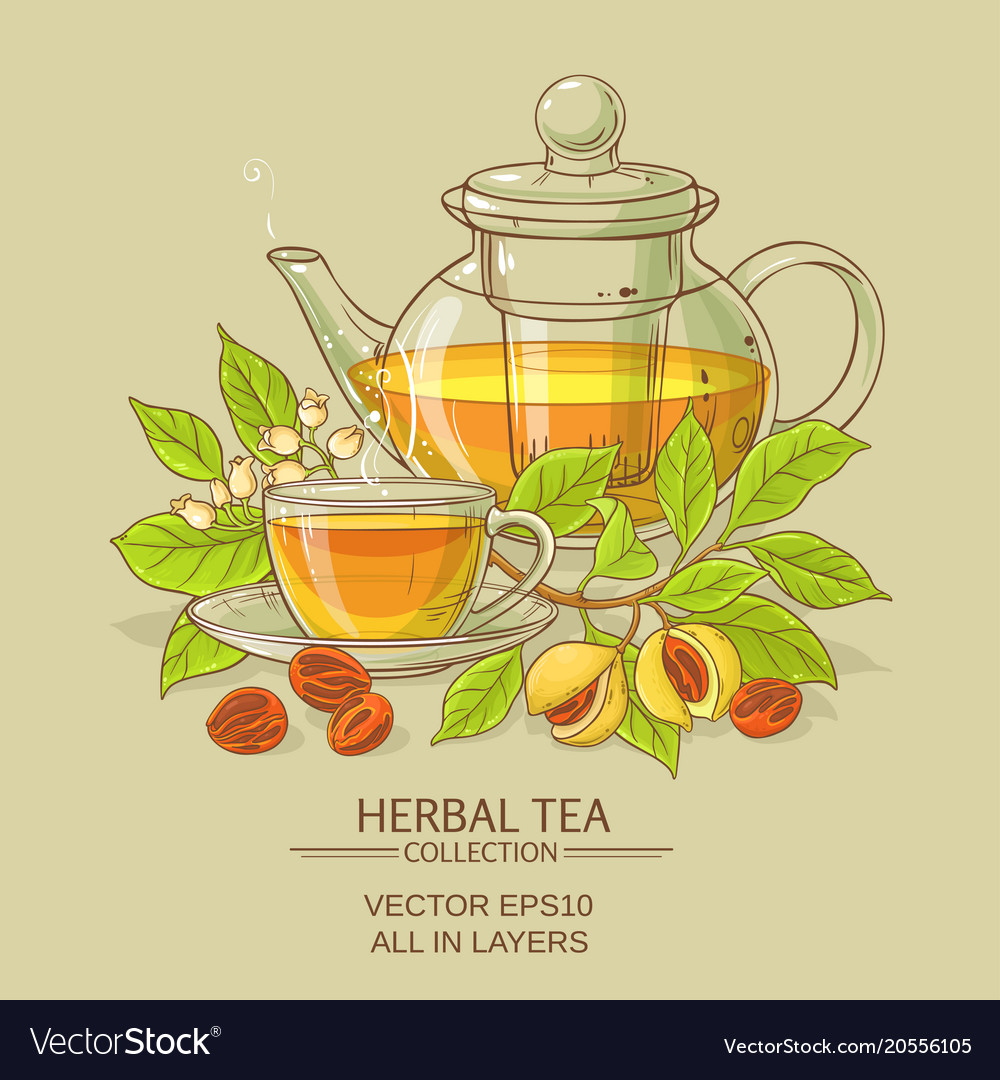 Nutmeg tea Royalty Free Vector Image - VectorStock