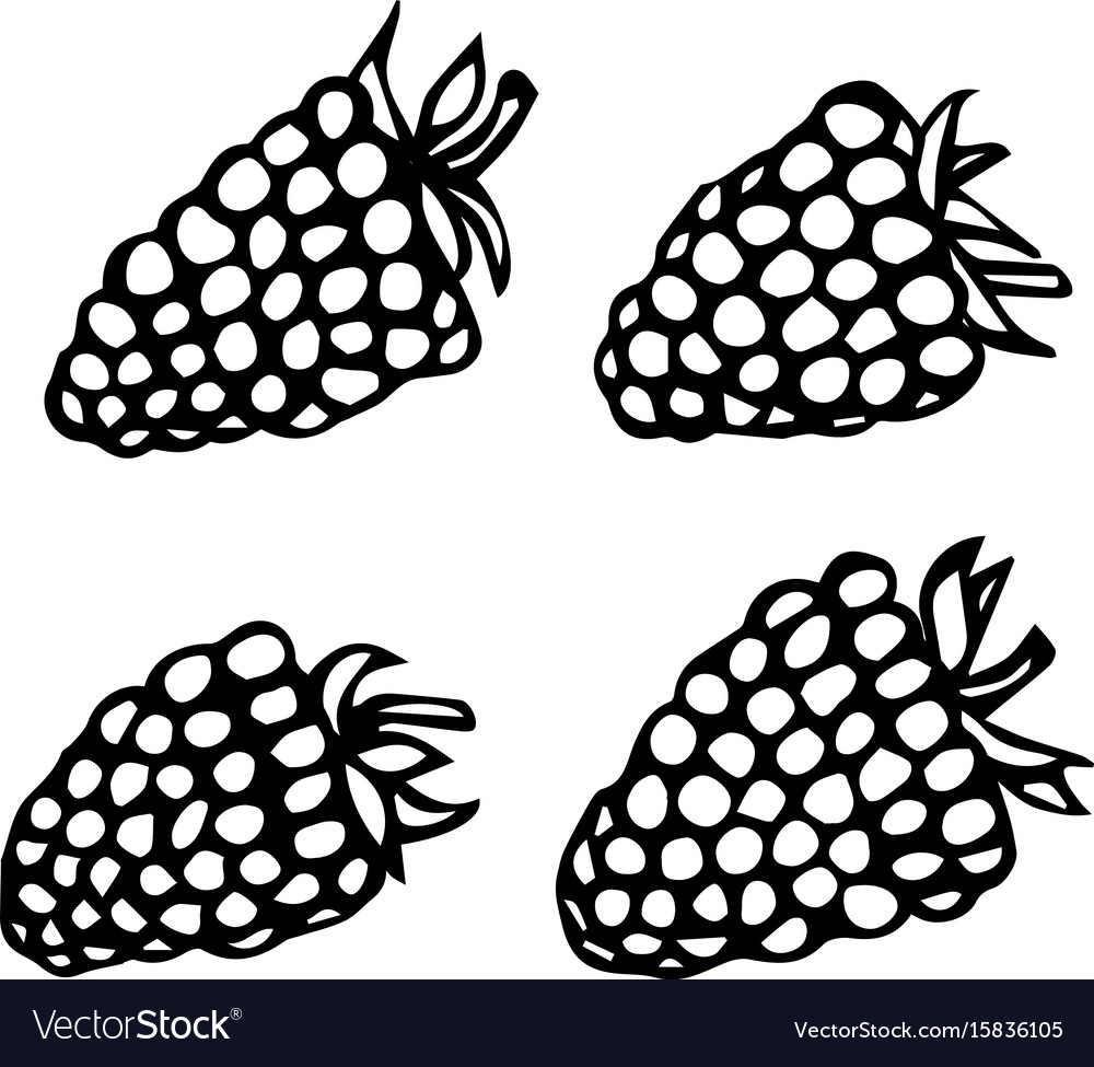 Raspberry doodle style sketch isolated