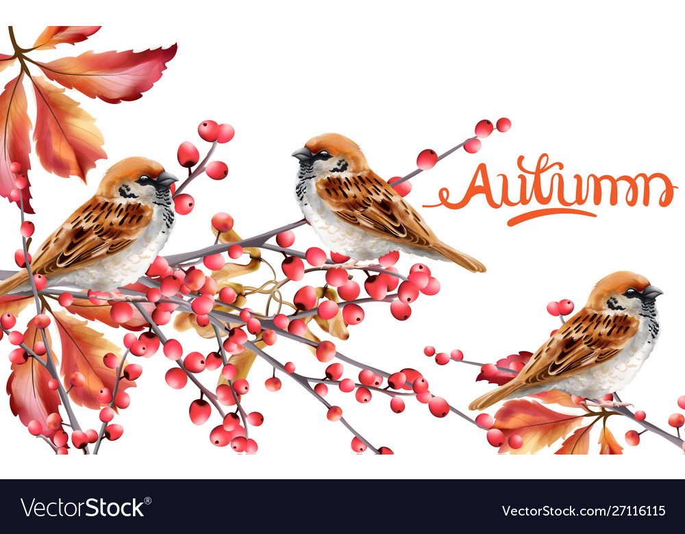 Autumn birds sitting on red berries branch