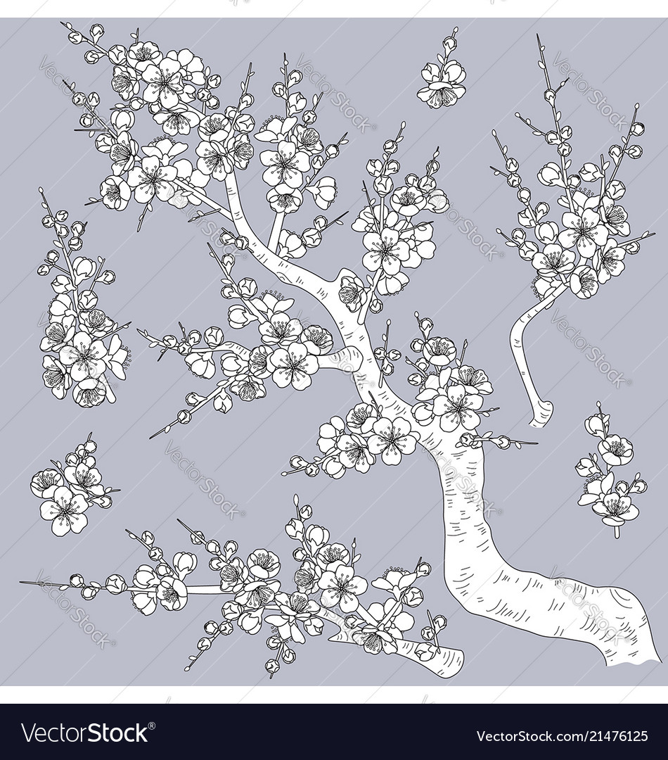 Monochrome plum blossom branches Royalty Free Vector Image