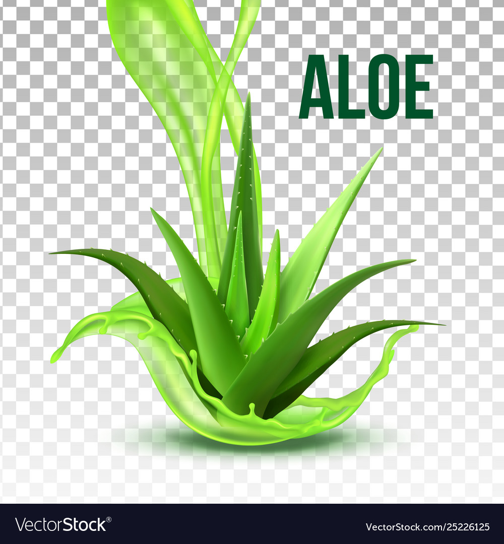 Realistic foliage green plant aloe vera Royalty Free Vector