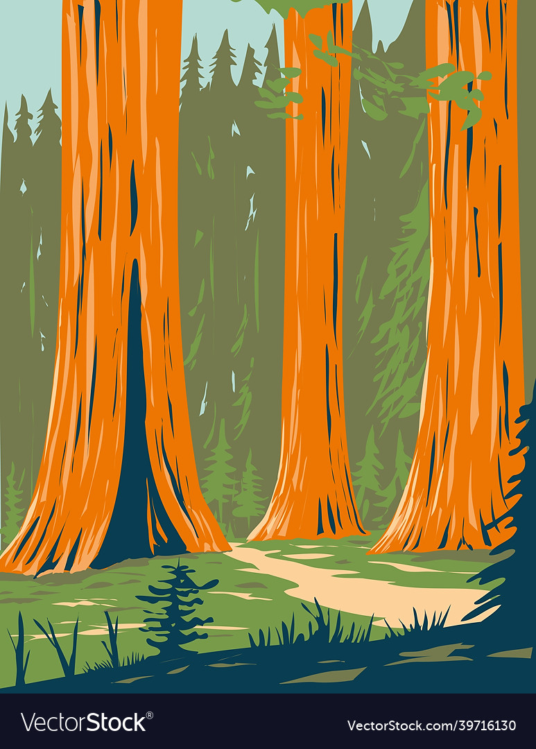 Mariposa grove of giant sequoia in yosemite vector image Mariposa grove of giant sequoia in yosemite