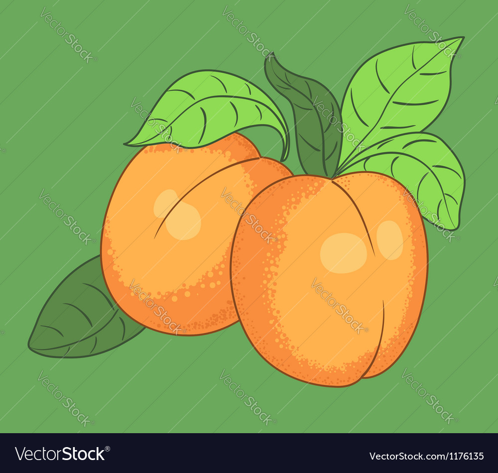 Apricot