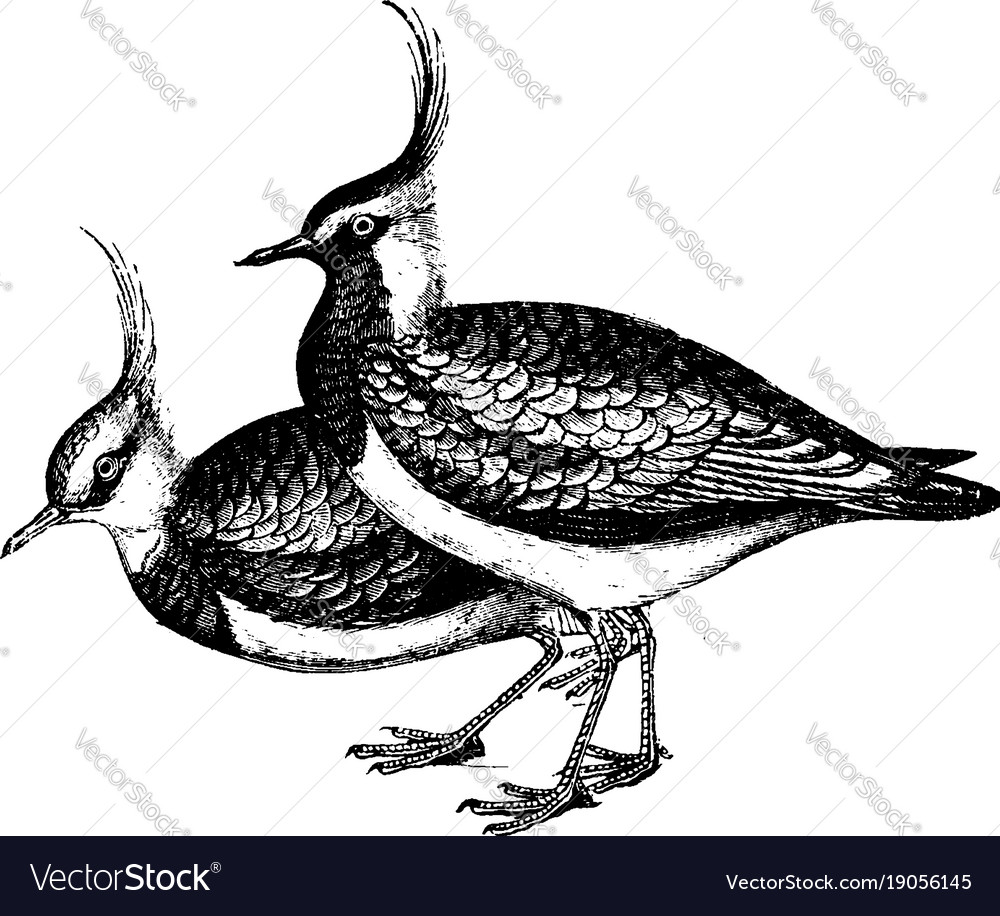 Lapwing vintage Royalty Free Vector Image - VectorStock