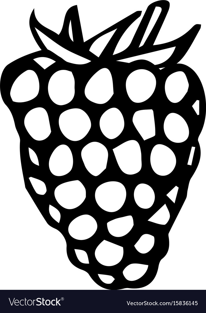 Raspberry doodle style sketch isolated
