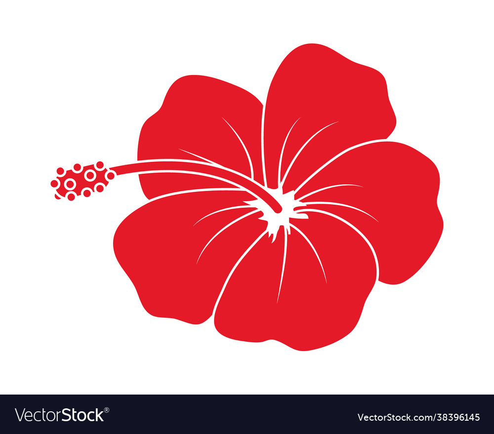 Red hibiscus flower Royalty Free Vector Image - VectorStock