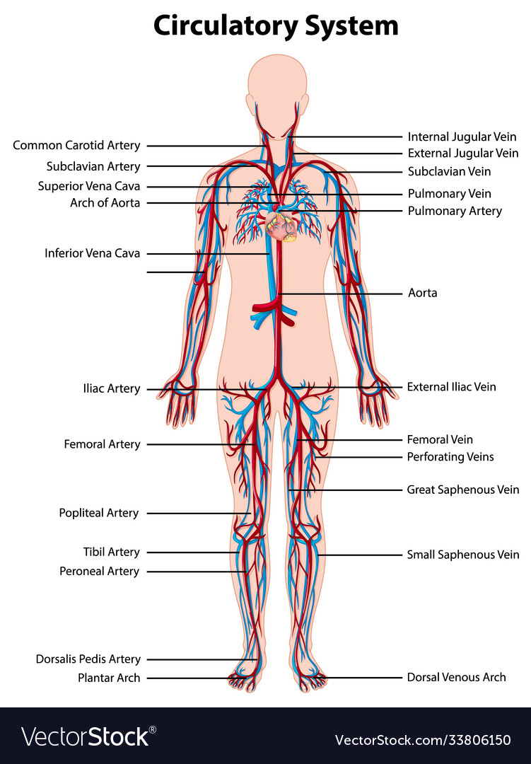 Anatomy circulatory system Royalty Free Vector Image