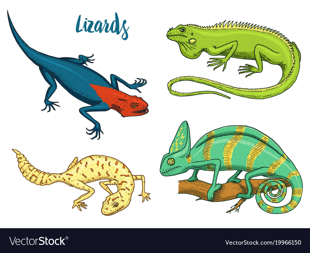 Chameleon Lizard American Green Iguana Reptiles Vector Image