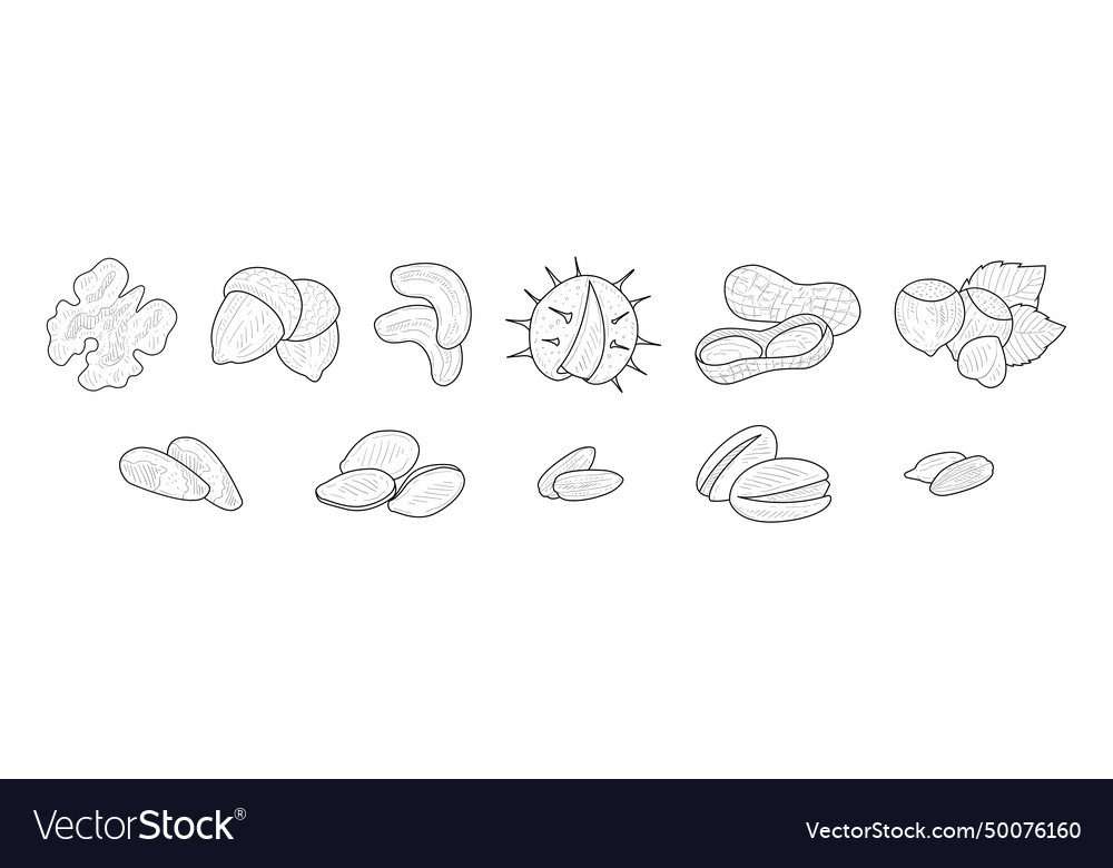 Nuts and kernel with shell hand drawn element Vector Image Nuts and kernel with shell hand drawn element