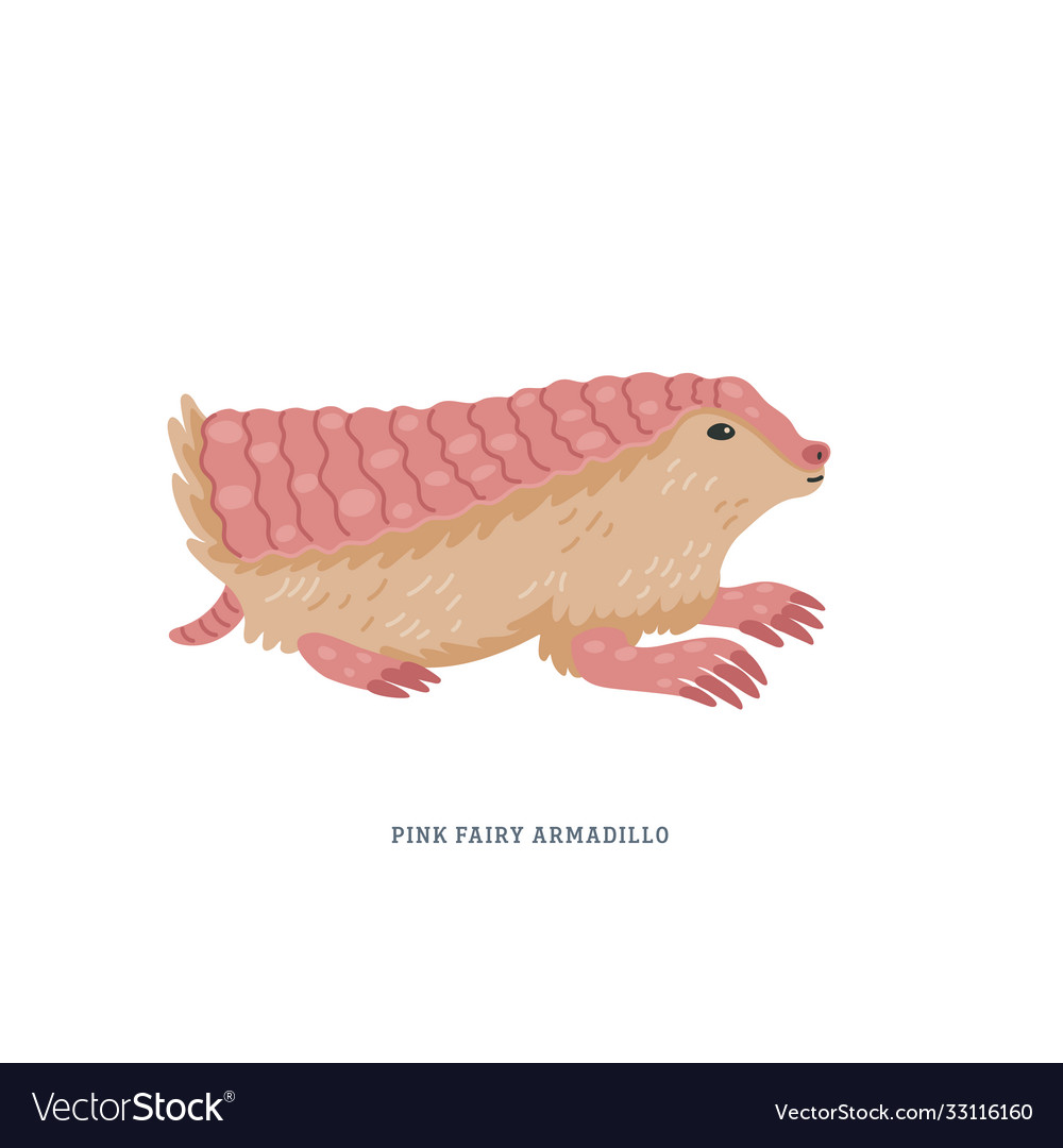 pink fairy armadillos