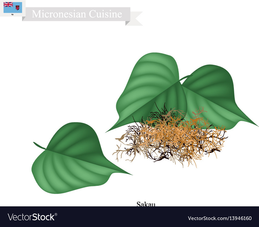 Sakau or piper methysticum with roots plant