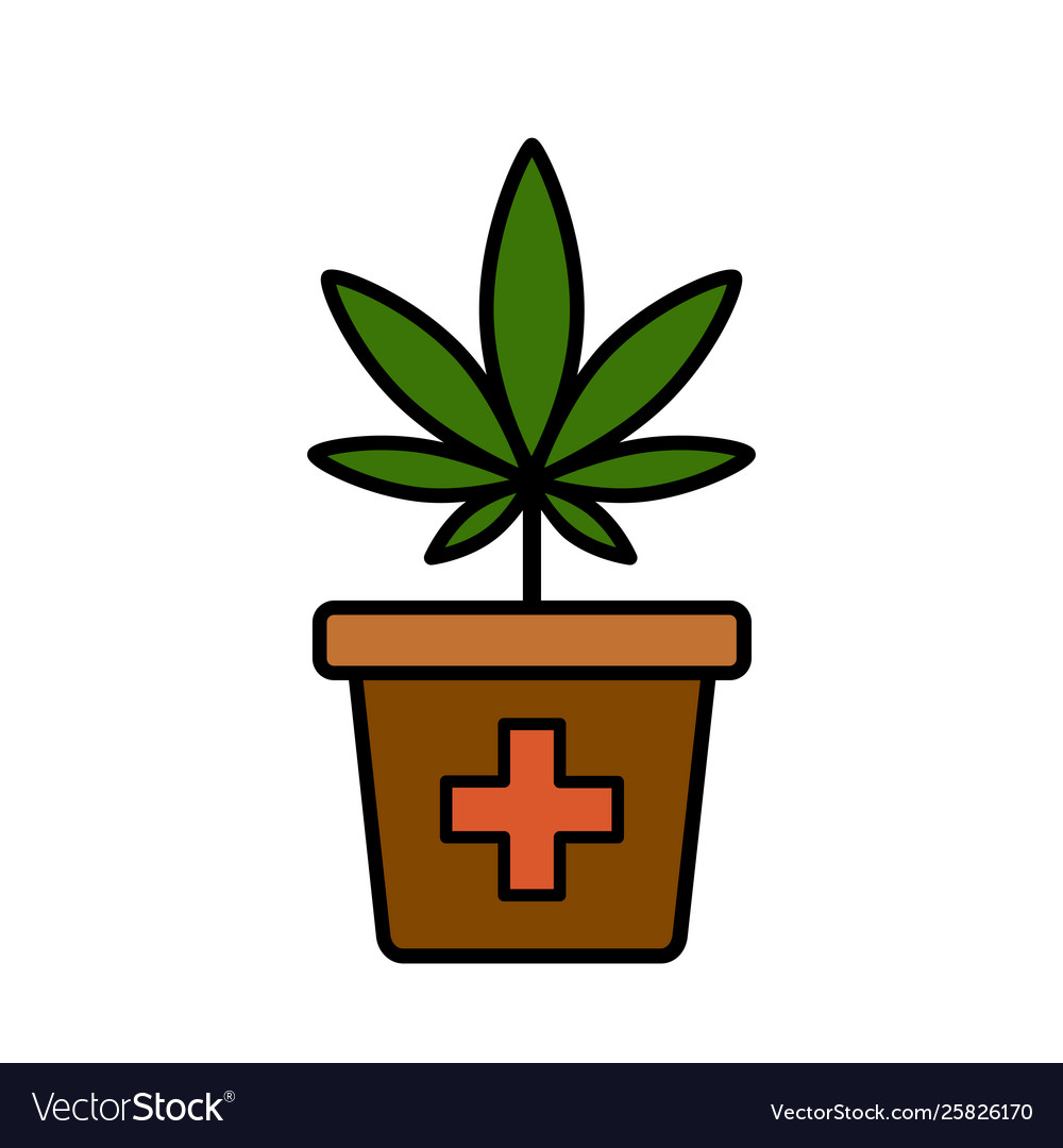 Cannabis plant in a flower pot