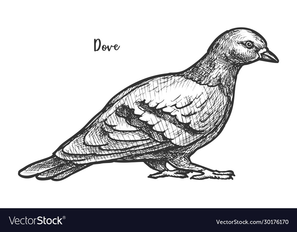 Sketch feral pigeon or domestic dove vector image Sketch feral pigeon or domestic dove