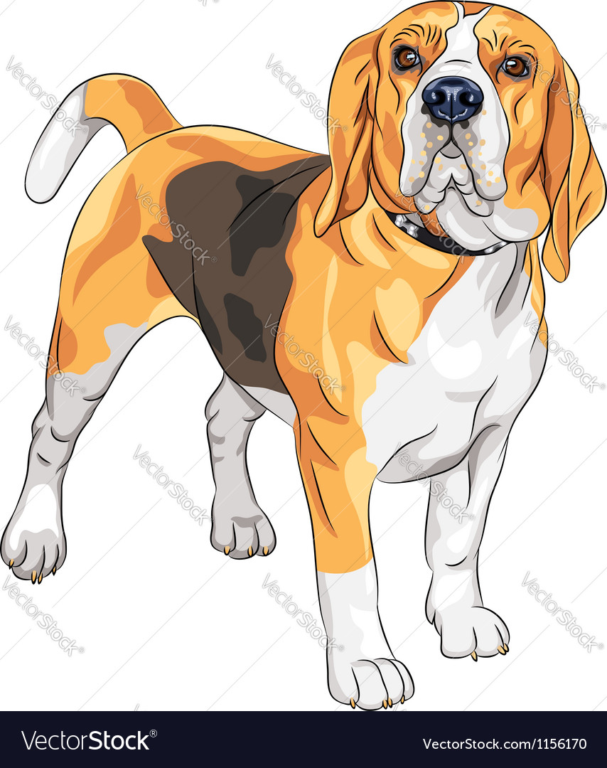 Sketch serious dog beagle breed Royalty Free Vector Image