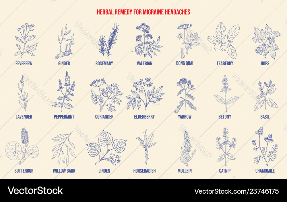 Best medicinal herbs for migraines relief Vector Image