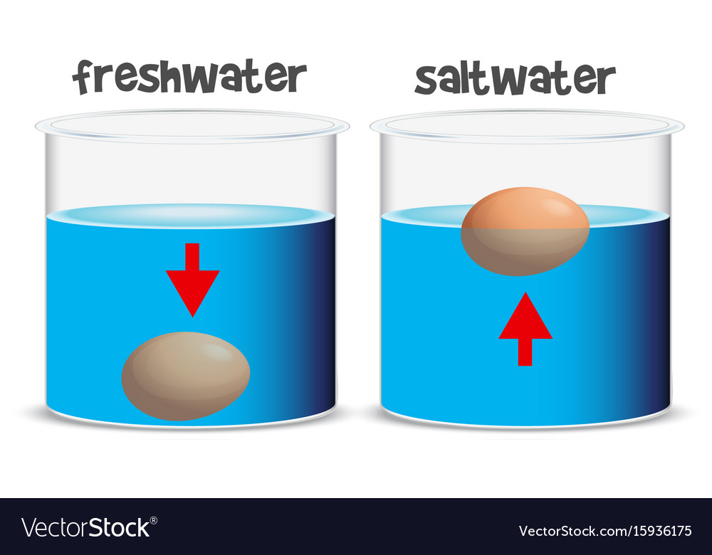 science-experiment-for-freshwater-and-saltwater-vector-image