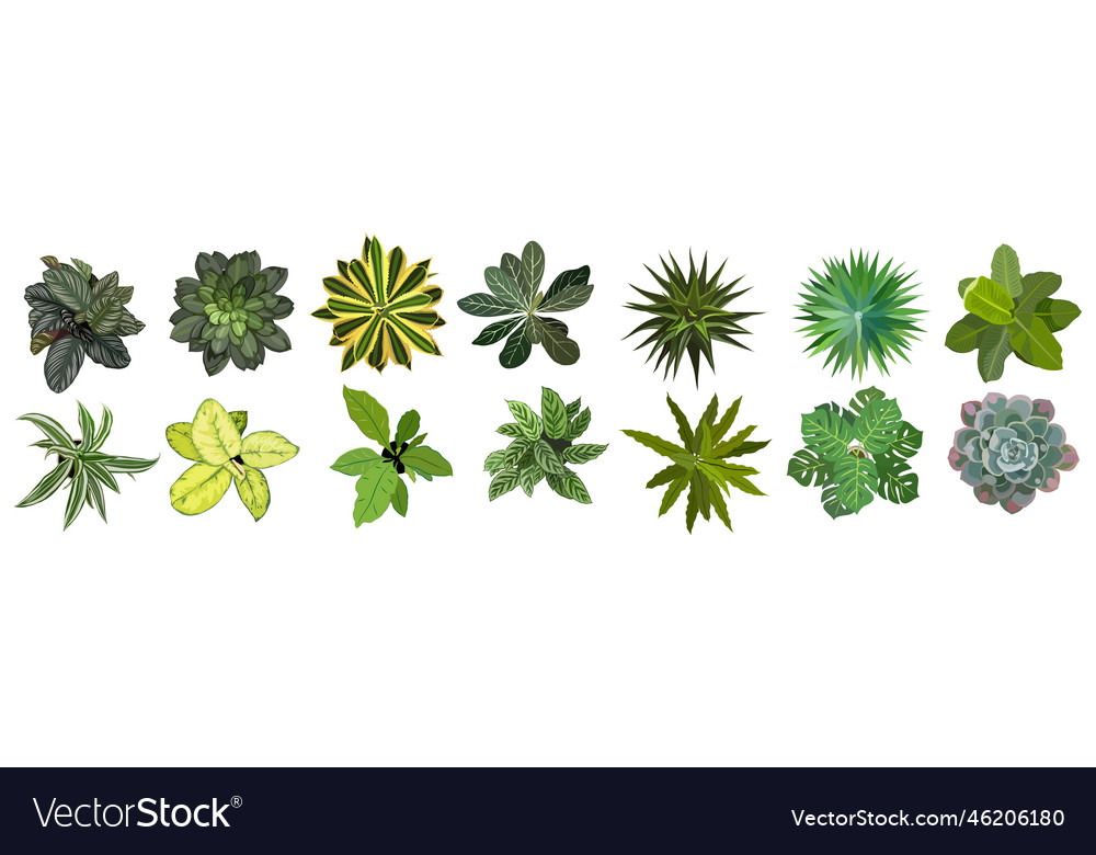 Set of different house plants top view Royalty Free Vector