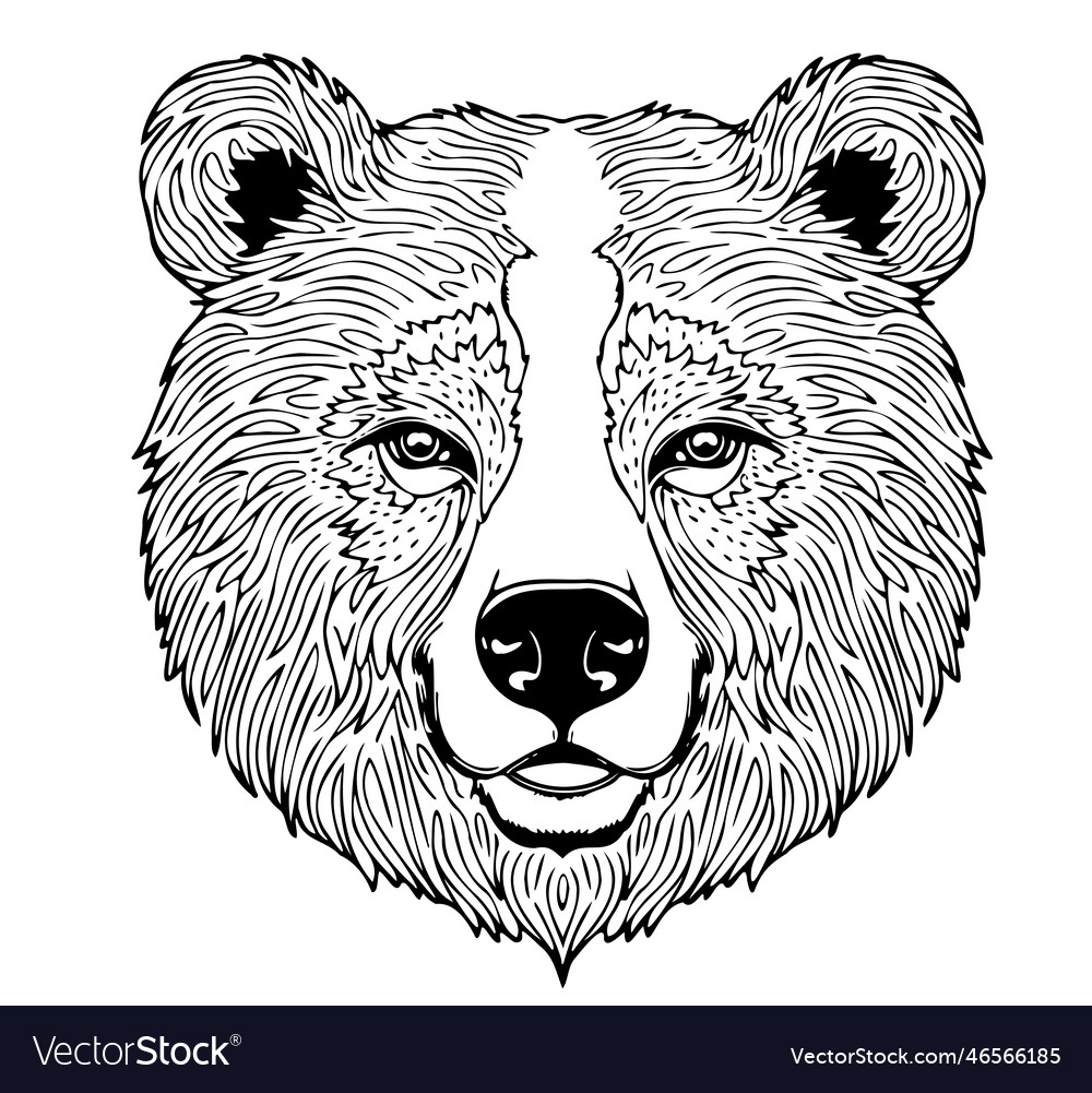 Bear head sketch hand drawn cartoon style Vector Image