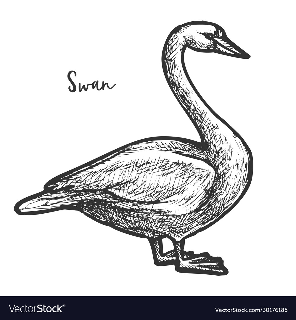 Sketch white mute swan wildlife cygnus Royalty Free Vector