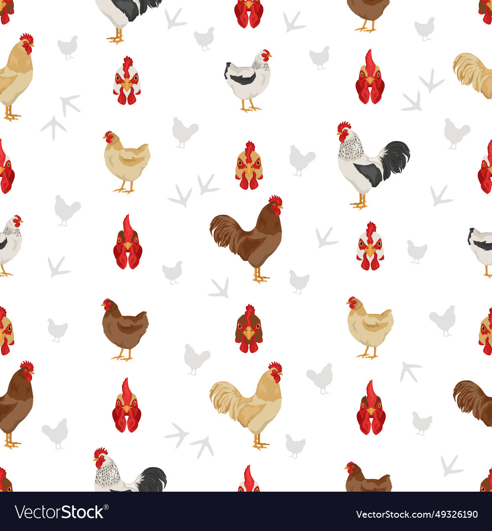 Plymouth rock chicken breeds seamless pattern Vector Image