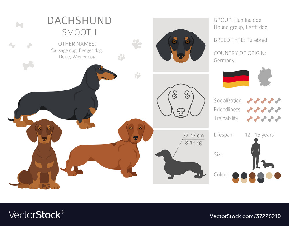 Dachshund short haired clipart different poses Vector Image