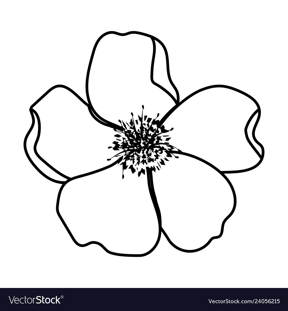 File - Flower 5 Petals Drawing - Free Transparent PNG Clipart Images  Download