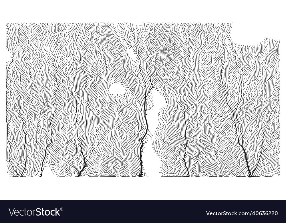 Wachstumsmuster generative Verzweigungsstruktur
