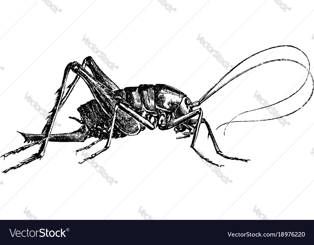 Partown prawn vintage