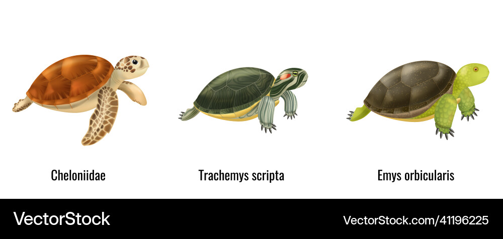 Realistic sea turtles Royalty Free Vector Image